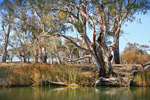 Murray River riverscape down from Mildura, Victoria