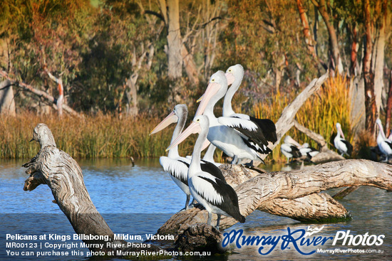 Pelicans at Kings Billabong, Mildura, Victoria