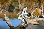 Pelicans at Kings Billabong, Mildura, Victoria