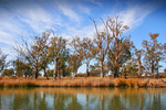 Murray River riverscape down from Mildura, Victoria