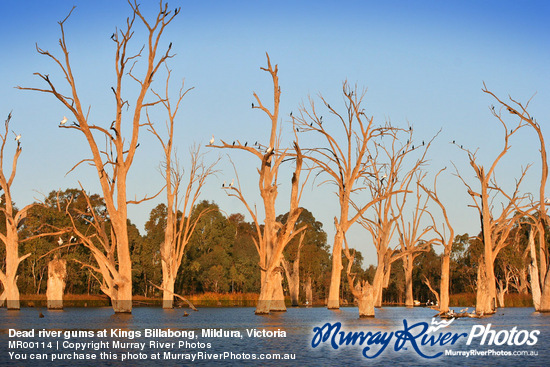 Dead river gums at Kings Billabong, Mildura, Victoria