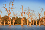 Dead river gums at Kings Billabong, Mildura, Victoria