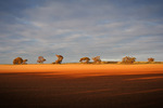 Sunrise on the Mallee, Victoria