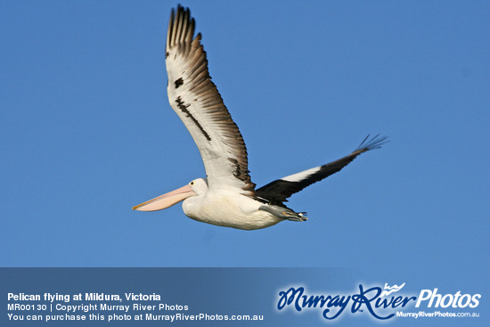 Pelican flying at Mildura, Victoria