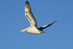 Pelican flying at Mildura, Victoria