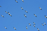Pelicans flying at Kings Billabong, Mildura, Victoria