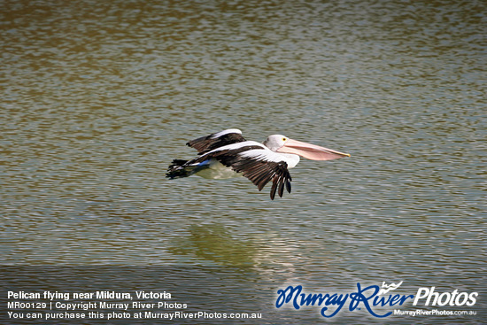 Pelican flying near Mildura, Victoria