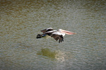 Pelican flying near Mildura, Victoria