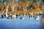 Pelicans at Kings Billabong, Mildura, Victoria