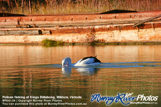 Pelican fishing at Kings Billabong, Mildura, Victoria