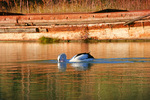 Pelican fishing at Kings Billabong, Mildura, Victoria