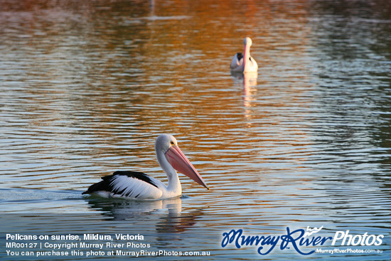 Pelicans on sunrise, Mildura, Victoria