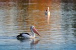 Pelicans on sunrise, Mildura, Victoria