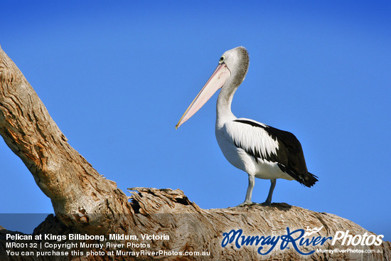 Pelican at Kings Billabong, Mildura, Victoria