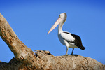 Pelican at Kings Billabong, Mildura, Victoria