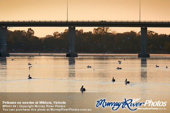 Pelicans on sunrise at Mildura, Victoria