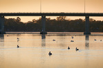 Pelicans on sunrise at Mildura, Victoria