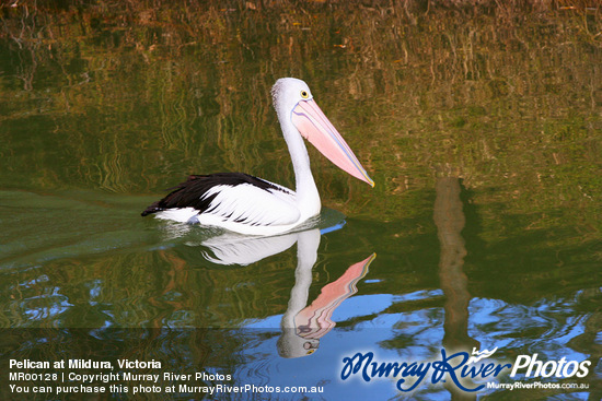 Pelican at Mildura, Victoria