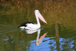 Pelican at Mildura, Victoria