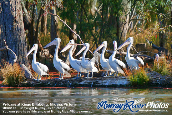 Pelicans at Kings Billabong, Mildura, Victoria