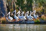 Pelicans at Kings Billabong, Mildura, Victoria