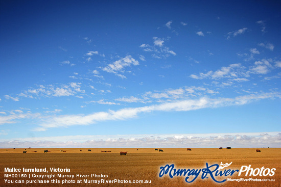 Mallee farmland, Victoria