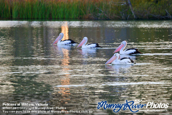 Pelicans at Mildura, Victoria