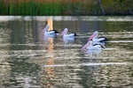 Pelicans at Mildura, Victoria