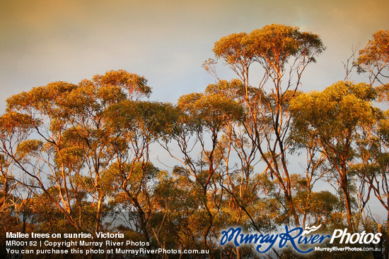 Mallee trees on sunrise, Victoria