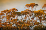 Mallee trees on sunrise, Victoria