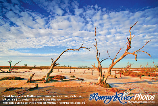 Dead trees on a Mallee salt pans on sunrise, Victoria