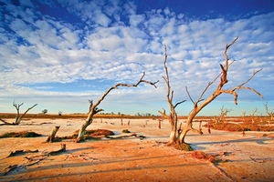 Dead trees on a Mallee salt pans on sunrise, Victoria