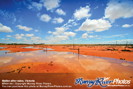 Mallee after rains, Victoria