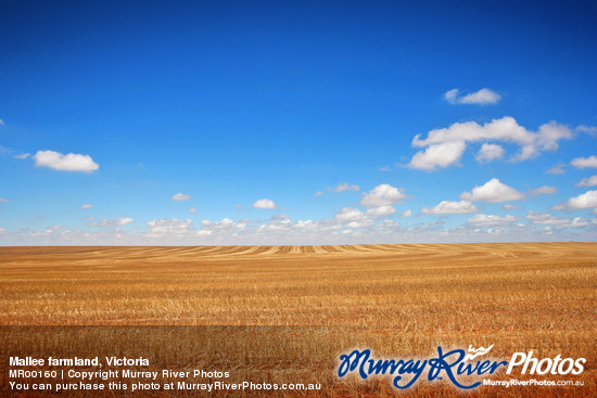 Mallee farmland, Victoria