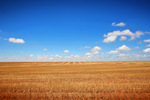 Mallee farmland, Victoria