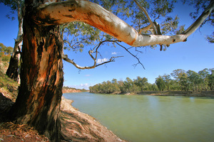 Looking down river from Lock 15, Euston, New South Wales