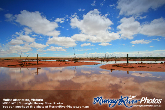 Mallee after rains, Victoria