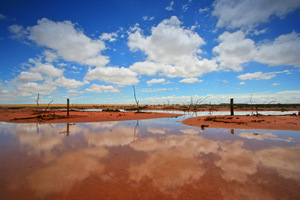 Mallee after rains, Victoria