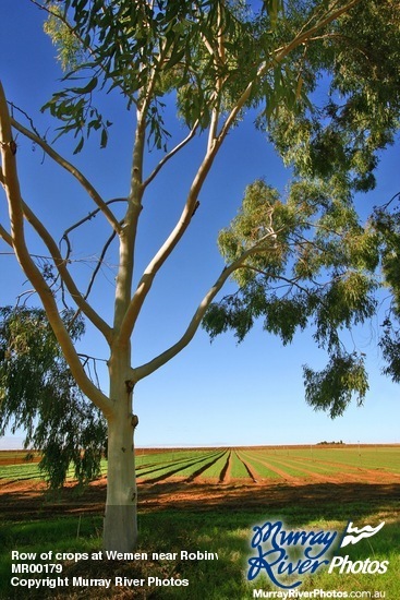 Row of crops at Wemen near Robinvale, Victoria