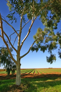 Row of crops at Wemen near Robinvale, Victoria