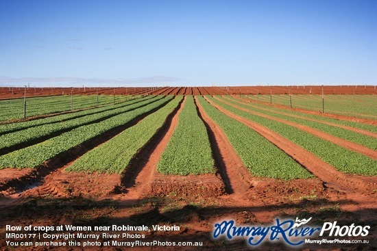 Row of crops at Wemen near Robinvale, Victoria