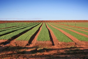 Row of crops at Wemen near Robinvale, Victoria