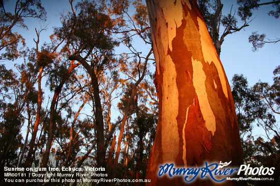 Sunrise on gum tree, Echuca, Victoria