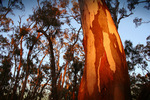 Sunrise on gum tree, Echuca, Victoria