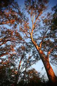 Sunrise on gum tree, Echuca, Victoria