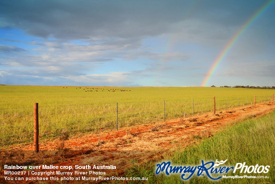 Rainbow over Mallee crop, South Australia