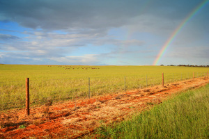 Rainbow over Mallee crop, South Australia
