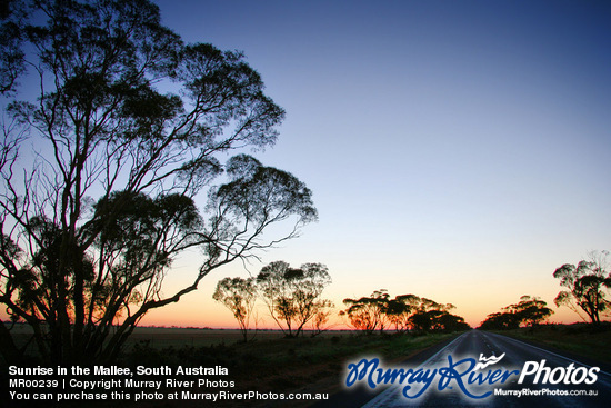 Sunrise in the Mallee, South Australia