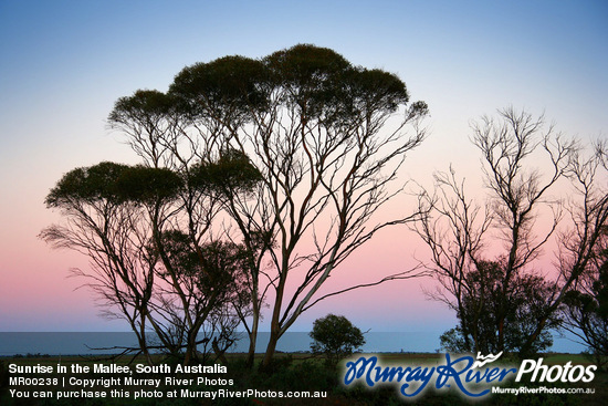 Sunrise in the Mallee, South Australia