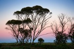 Sunrise in the Mallee, South Australia